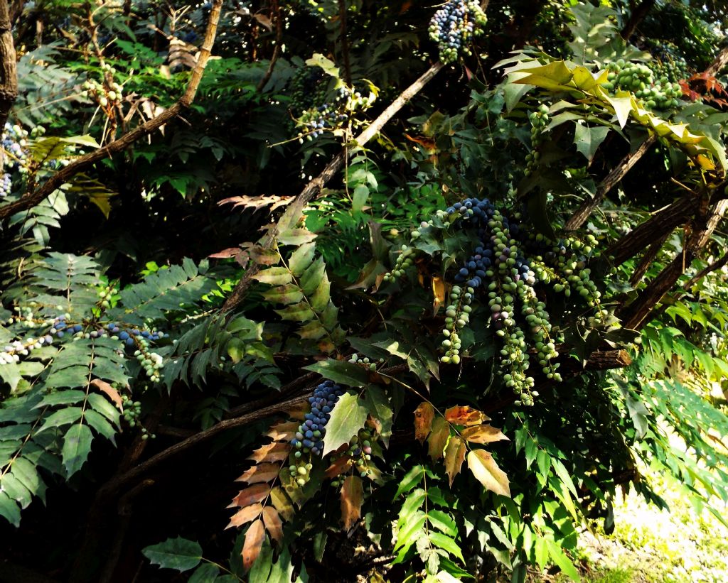 Mahonia bealei (Berberidaceae)